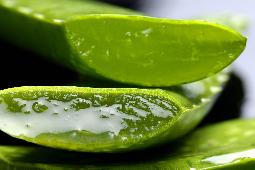 Close up of cut Aloe Vera with gel oozing. Ingredient used in Vedic Tiger Saffron Vitamin C Face Serum and Glowing Skin Starter Kit for moisturizing and hydrating skin. 