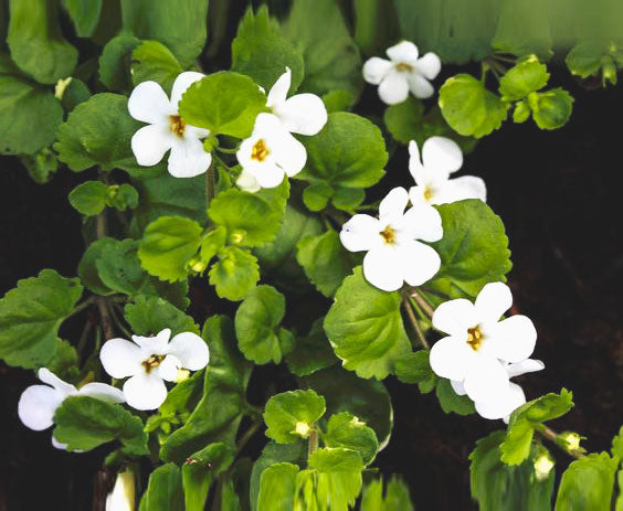 Brahmi white flowers. Powerful ingredient used Brahmi Head Massage Oil for focus and brain health. 